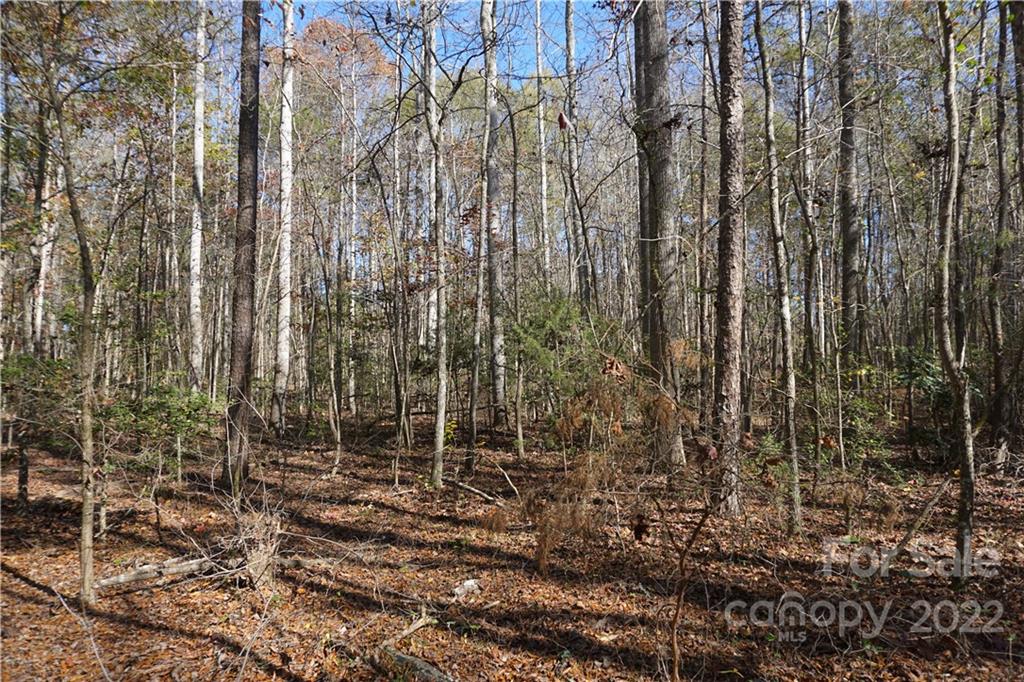 10.64-ac Burree Road, Unit 6 Clover, SC 29710 - Photo 3 of 19 a view of forest
