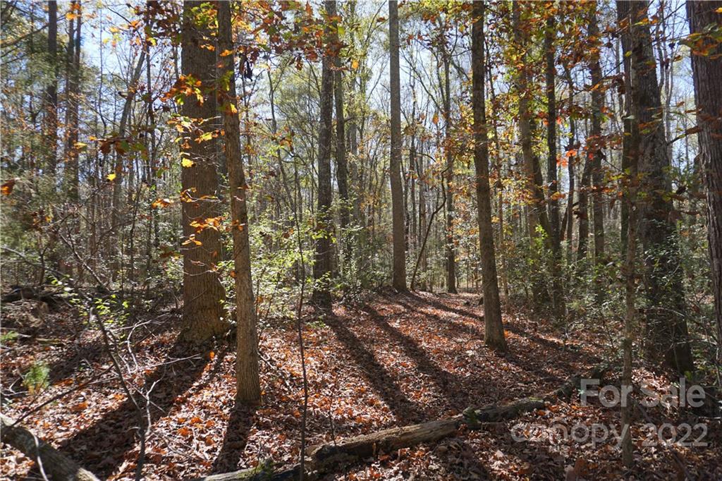 10.64-ac Burree Road, Unit 6 Clover, SC 29710 - Photo 4 of 19 a view of a forest with lots of trees