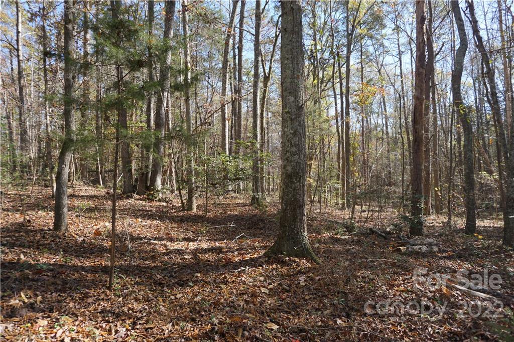 10.64-ac Burree Road, Unit 6 Clover, SC 29710 - Photo 6 of 19 a view of a forest with trees in the background