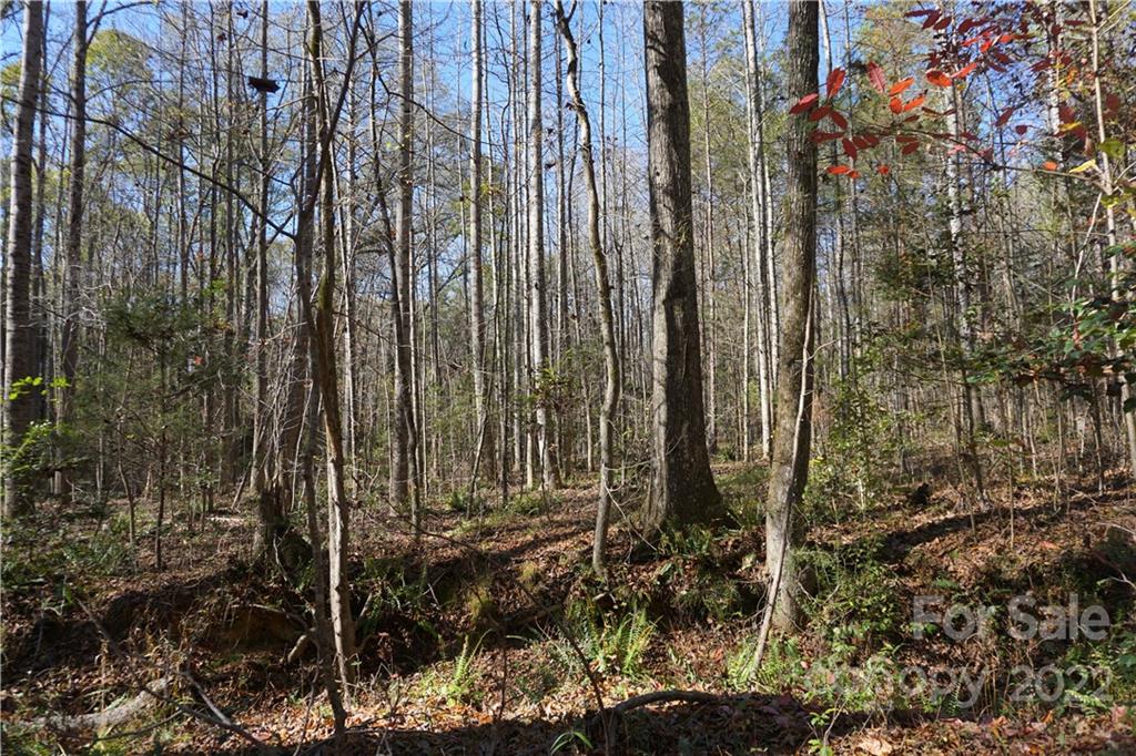 10.64-ac Burree Road, Unit 6 Clover, SC 29710 - Photo 7 of 19 a view of a forest