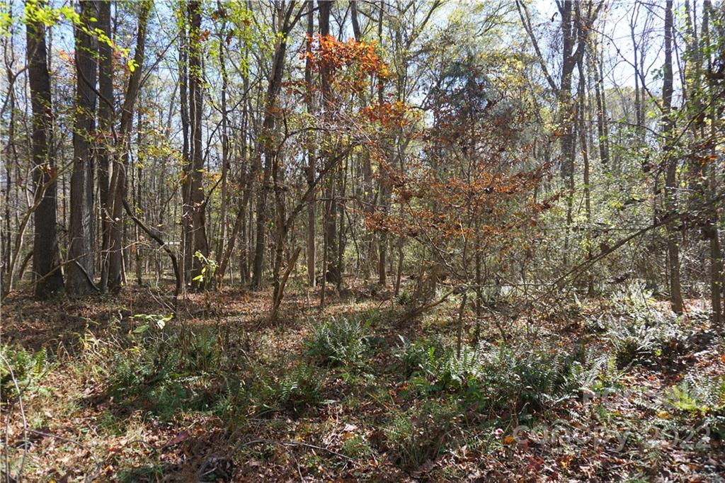10.64-ac Burree Road, Unit 6 Clover, SC 29710 - Photo 10 of 19 a view of forest