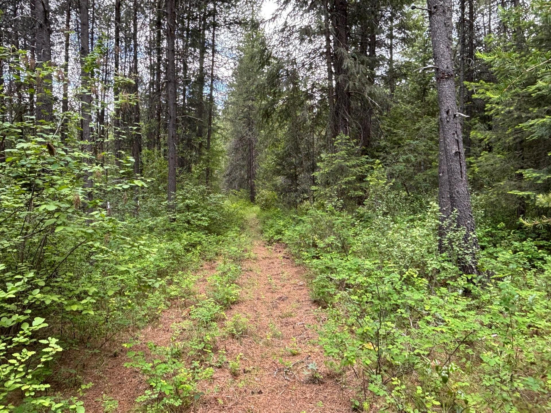 43-xx Lumberg Road Springdale, WA 99173 - Photo 20 of 37