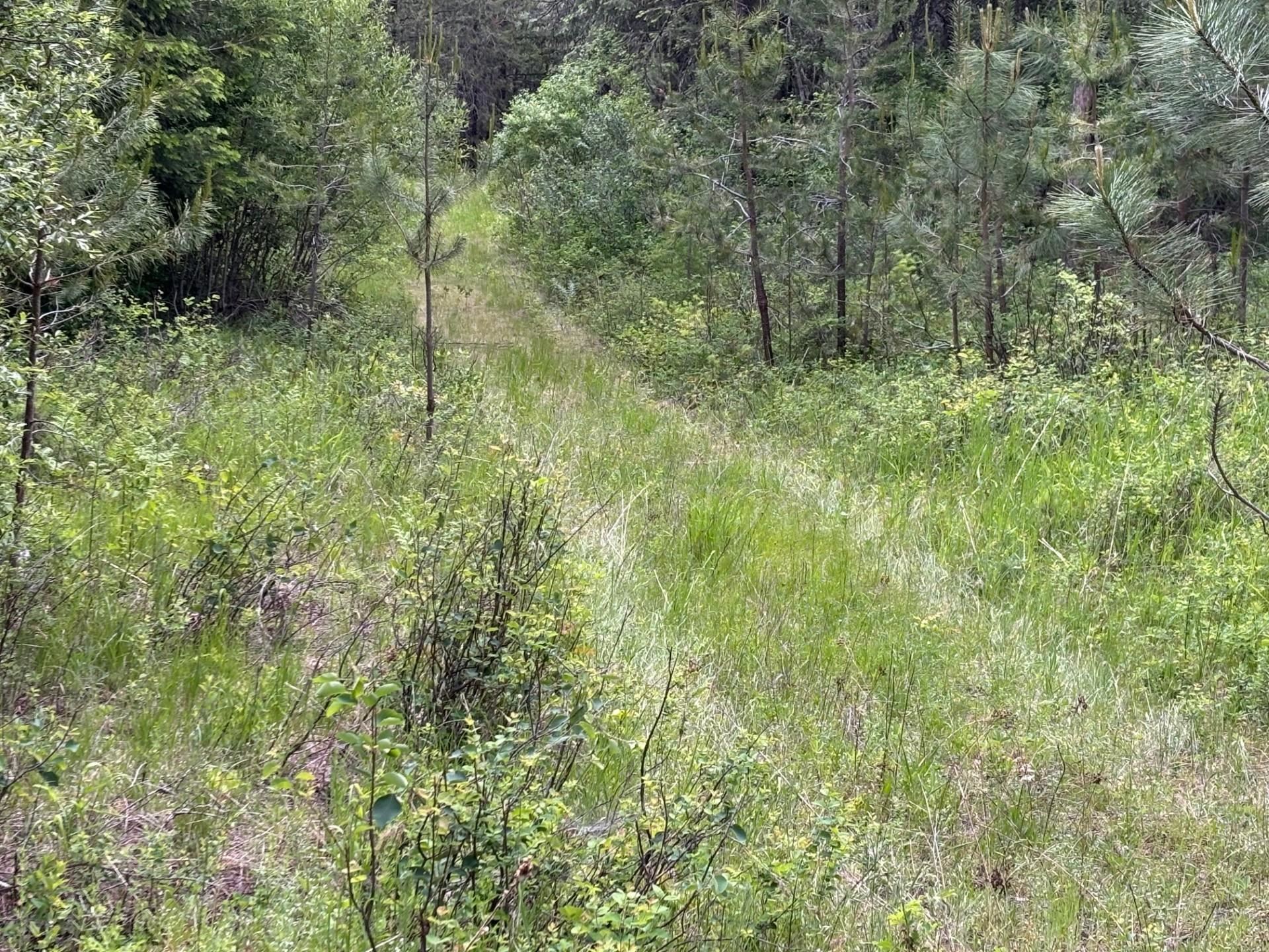 43-xx Lumberg Road Springdale, WA 99173 - Photo 22 of 37