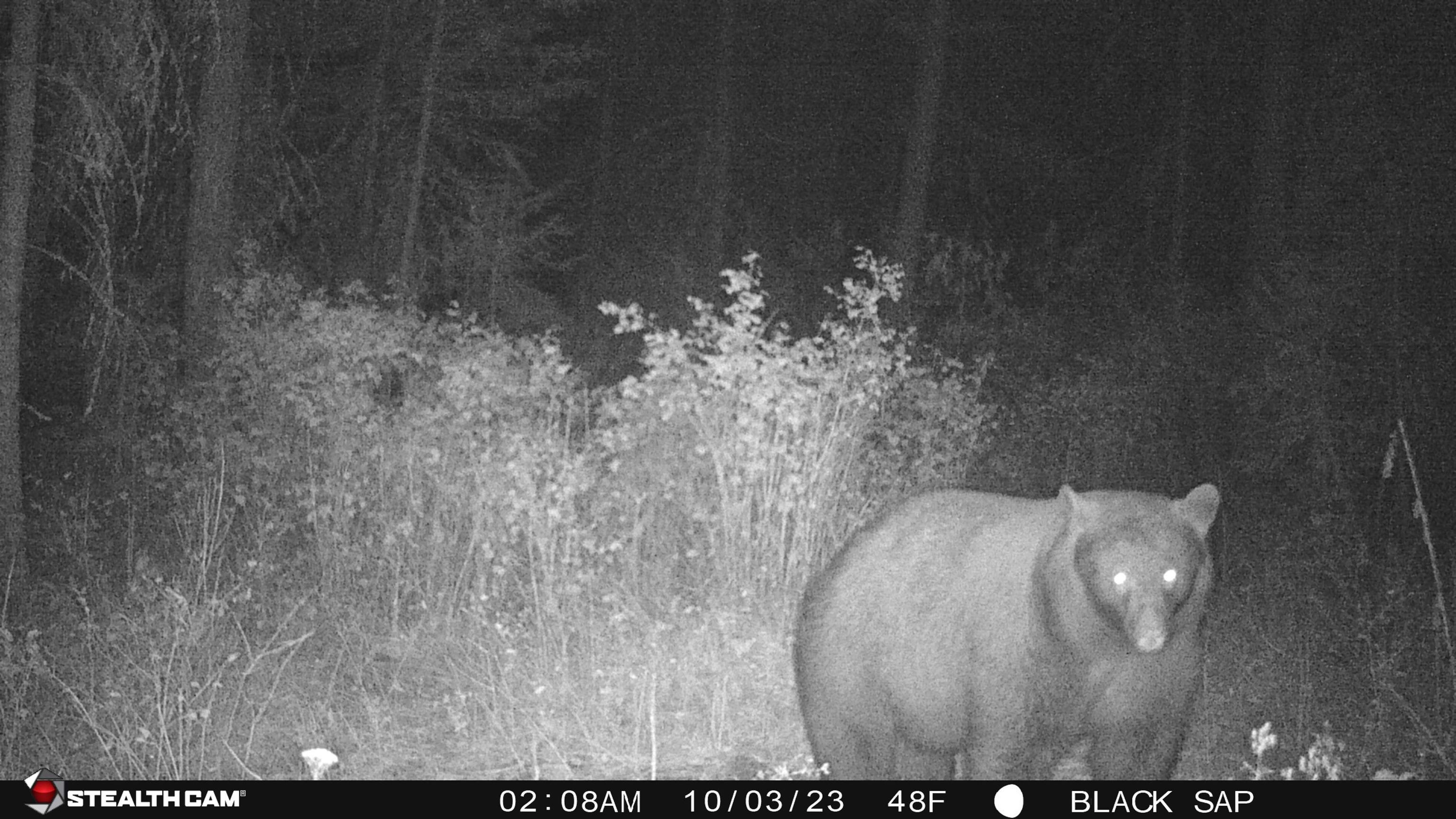 43-xx Lumberg Road Springdale, WA 99173 - Photo 33 of 37