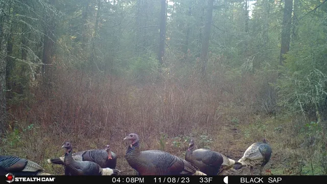 $169,900 | 43-xx Lumberg Road, Springdale, WA 99173