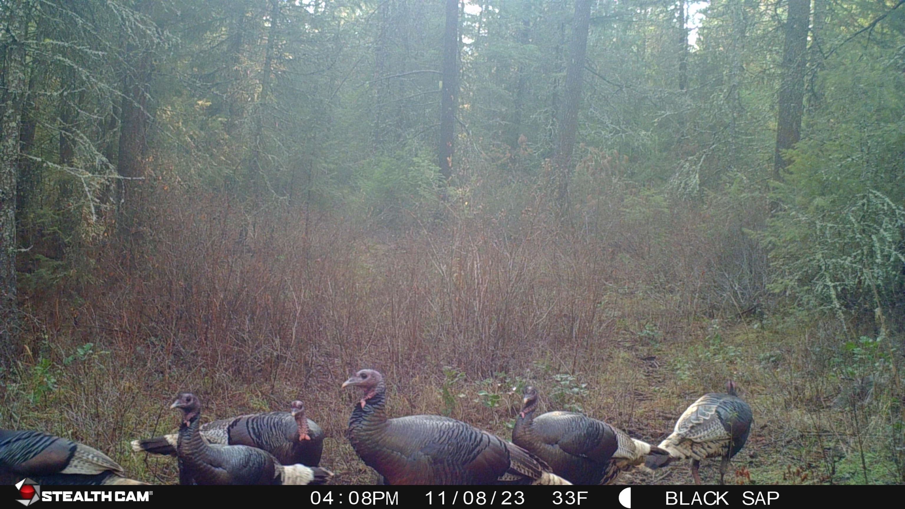 43-xx Lumberg Road Springdale, WA 99173 - Photo 34 of 37