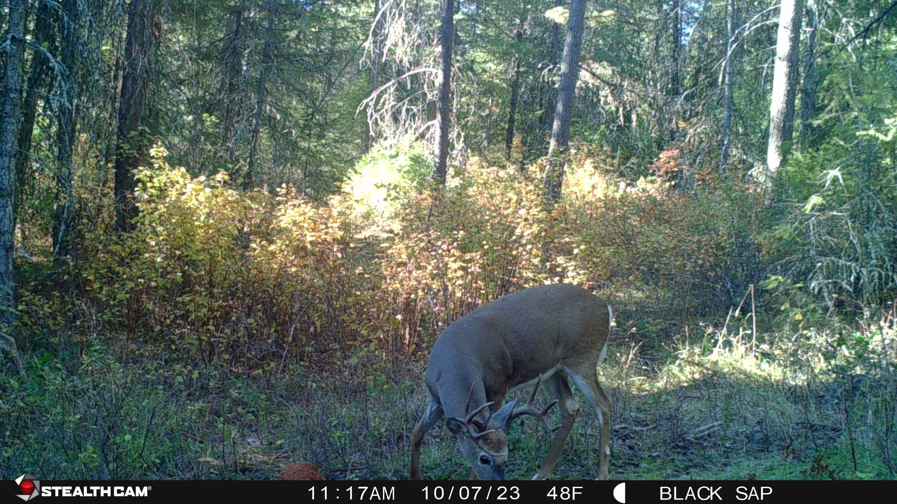 43-xx Lumberg Road Springdale, WA 99173 - Photo 35 of 37