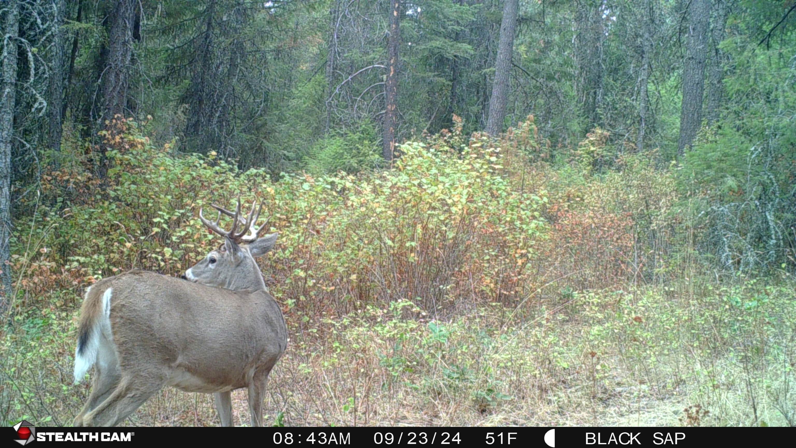 43-xx Lumberg Road Springdale, WA 99173 - Photo 37 of 37