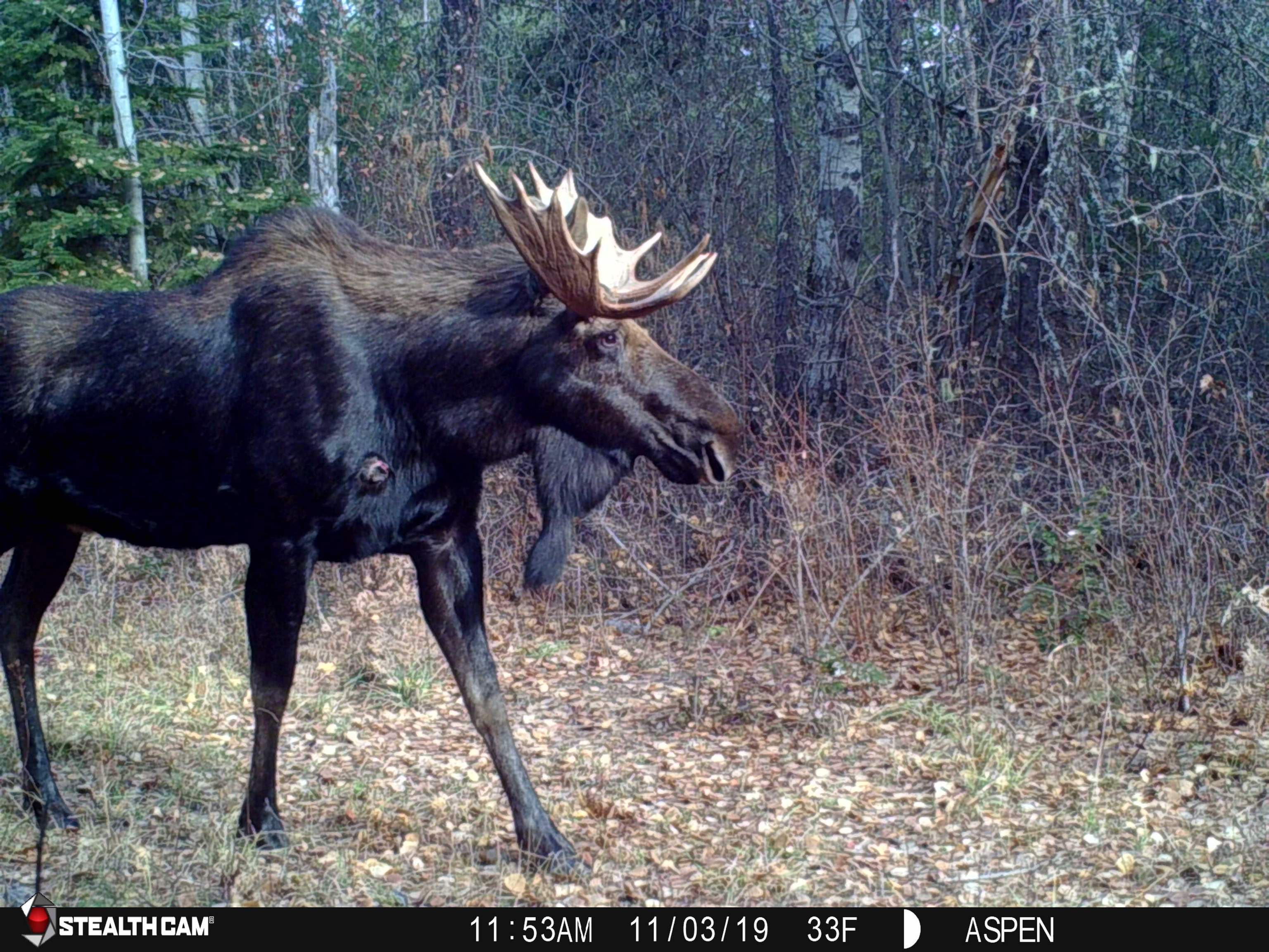 43-xx Lumberg Road Springdale, WA 99173 - Photo 4 of 37