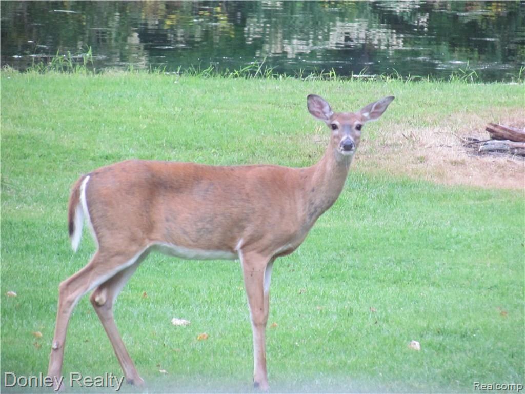 6591 Harris Road Kingston, MI 48741 - Photo 35 of 39 IMG_8118.JPG