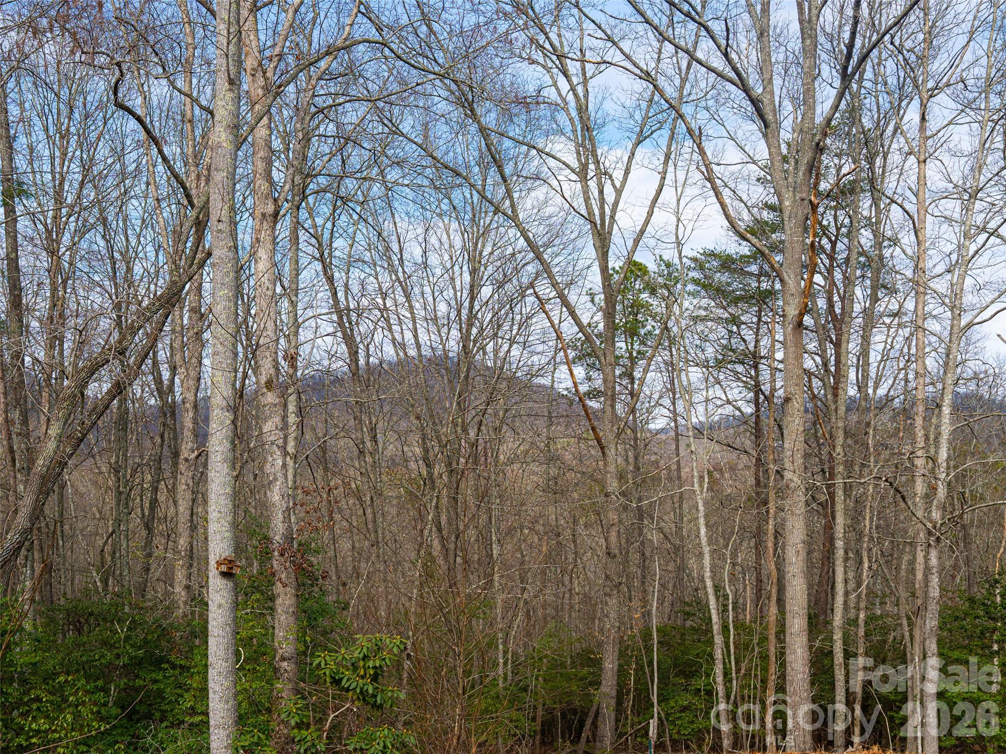 508 Avery Creek Road Arden, NC 28704 - Photo 20 of 47 a view of a forest filled with trees