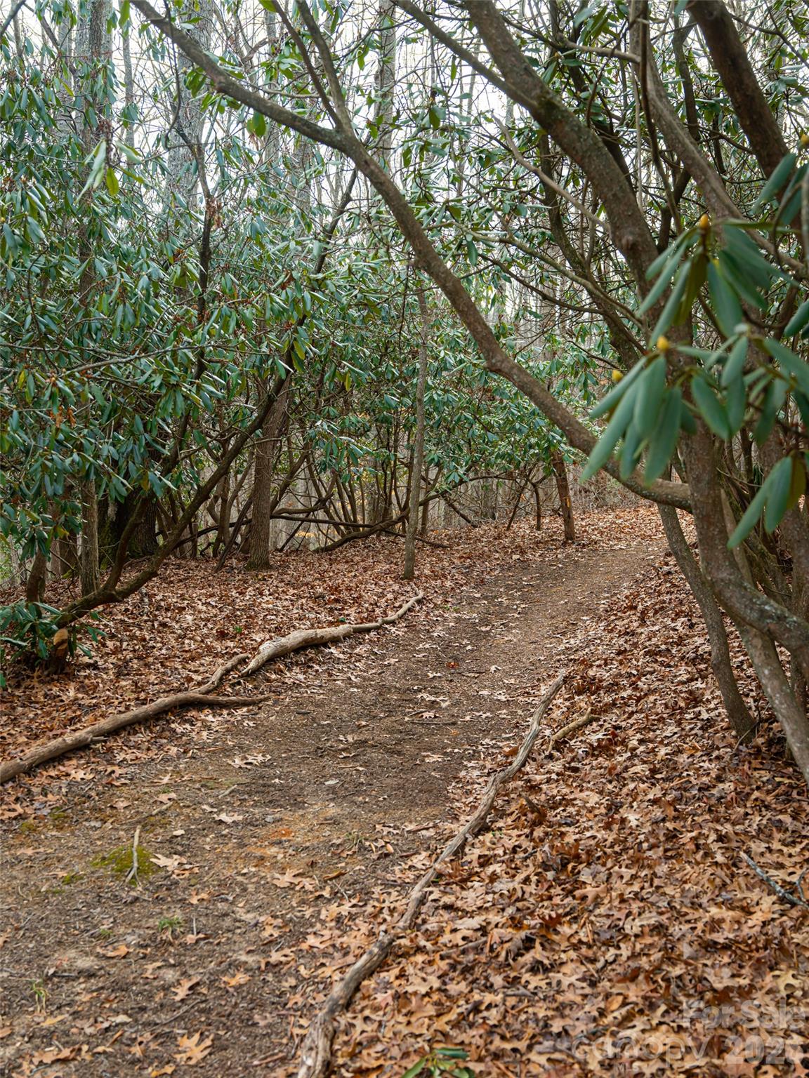 508 Avery Creek Road Arden, NC 28704 - Photo 36 of 47 a view of a yard with large trees