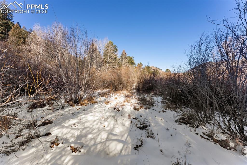 9660 Fountain Road Cascade, CO 80809 - Photo 9 of 21 a view of a dry yard with trees