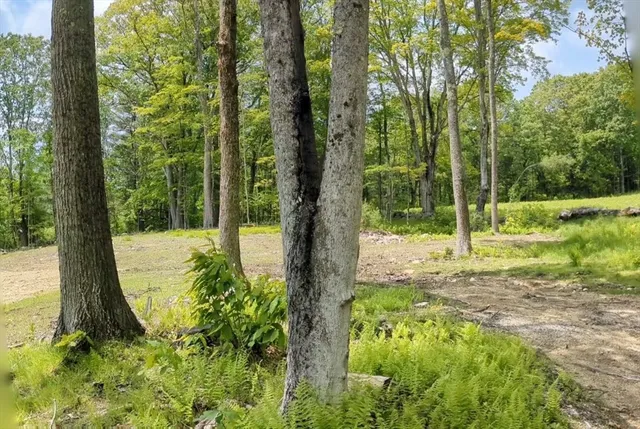 a view of a yard with large trees