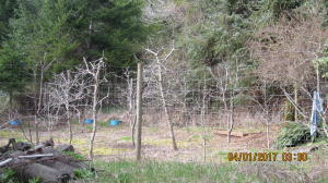 37430 Upper Nestucca Road Beaver, OR 97108 - Photo 12 of 20 Apple Orchard