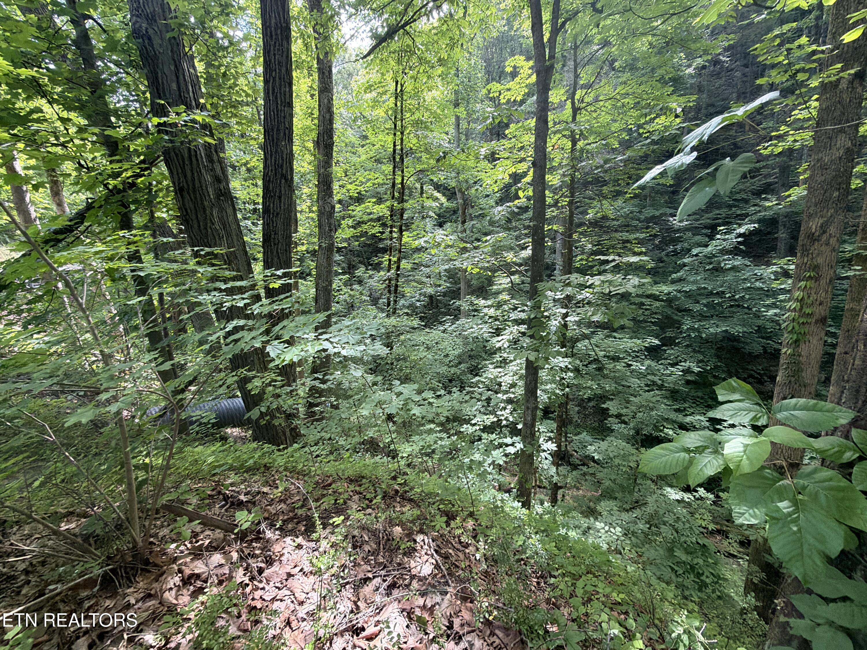 Wears Valley Rd Road Townsend, TN 37882 - Photo 6 of 8 DJI_20260512_105643_788