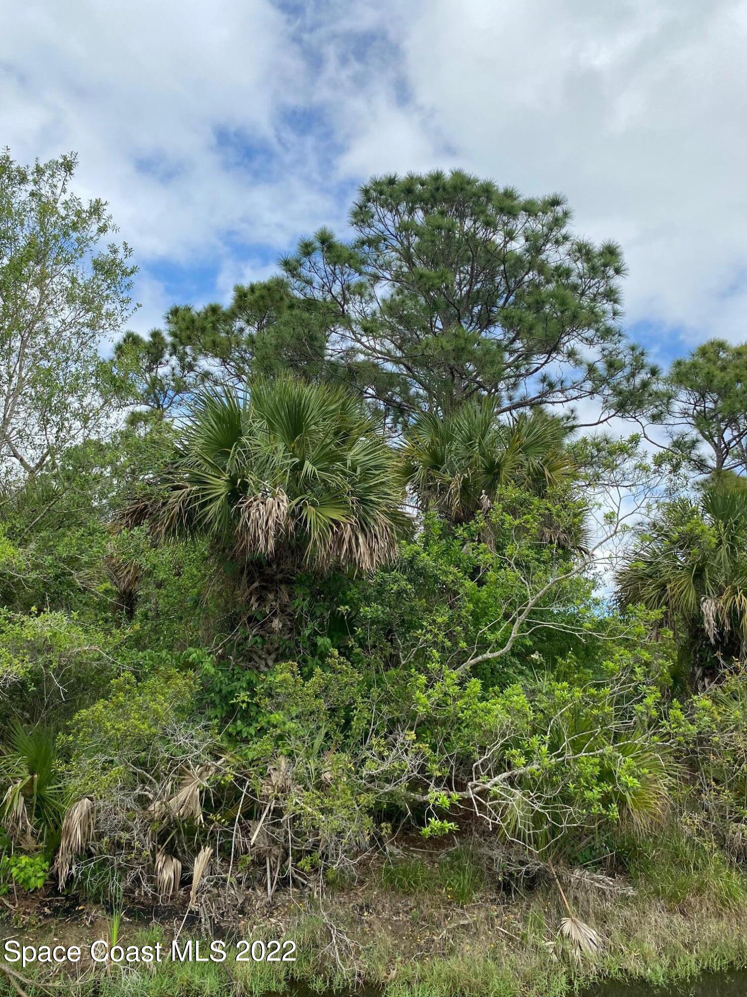 0 Vacant Road Grant Valkaria, FL 32949 - Photo 5 of 7 a view of a garden