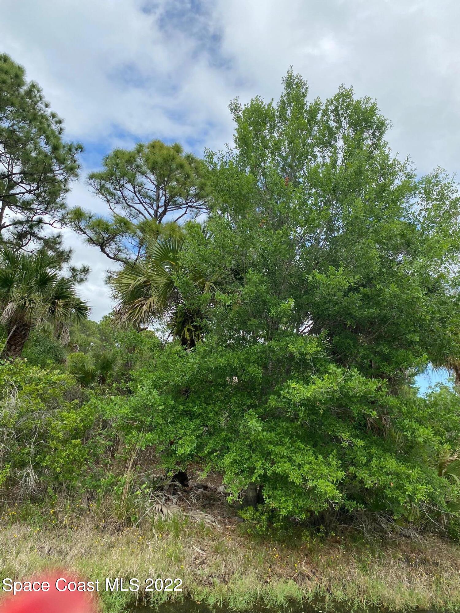 0 Vacant Road Grant Valkaria, FL 32949 - Photo 6 of 7 a view of a garden with a tree