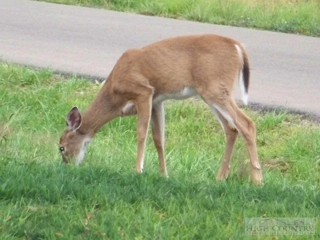 $19,000 | Lot 117 Point Lookout Lane, Independence, VA 24348