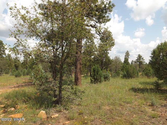 Tbd Lost Way Overgaard, AZ 85933 - Photo 2 of 6