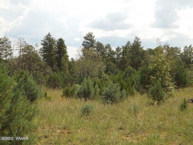 Tbd Lost Way Overgaard, AZ 85933 - Photo 4 of 6