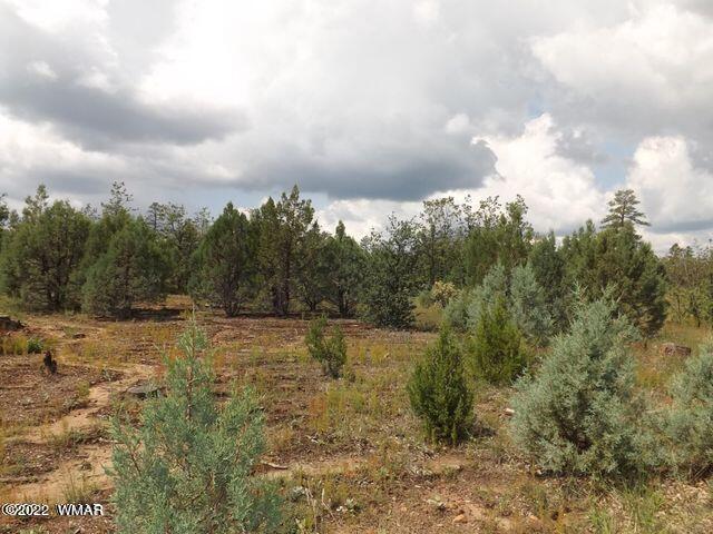 Tbd Lost Way Overgaard, AZ 85933 - Photo 5 of 6