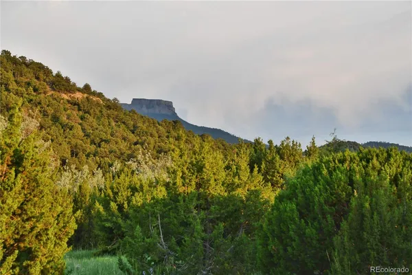 a view of a large trees