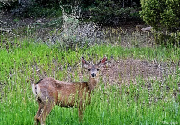 a view of outdoor space and yard