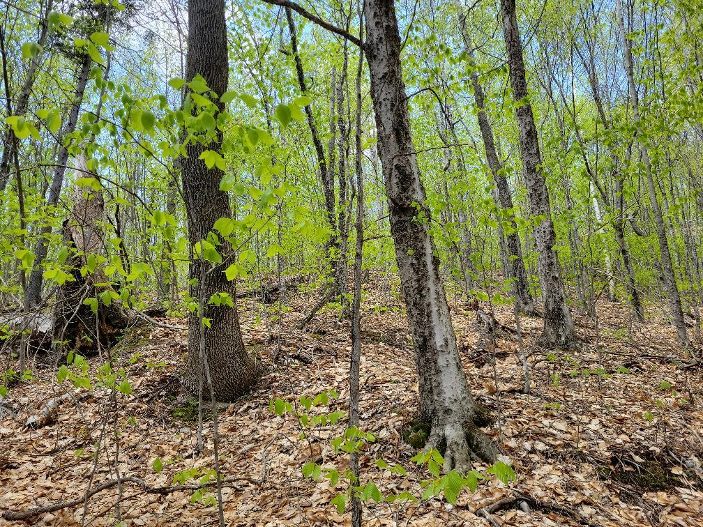 Lot 11 Swift River Road Byron, ME 04275 - Photo 47 of 72 photo_c62ad65f-daa3-4f51-9f96-f56fd377f6