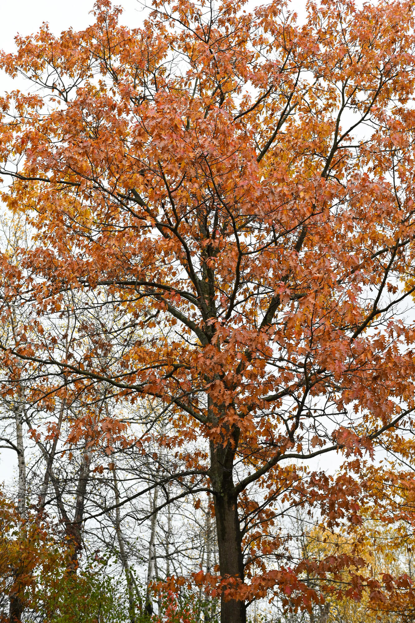 0 Stafford Road Plattsburgh, NY 12901 - Photo 7 of 14 DSC_4083