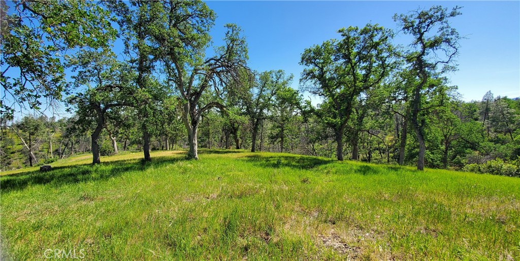 15687 Stagecoach Road Corning, CA 96021 - Photo 8 of 12 a view of a big yard with large trees