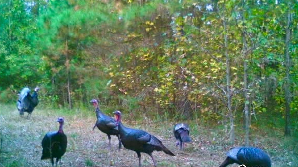 994 Maw Bridge Road Central, SC 29630 - Photo 28 of 31 Turkeys