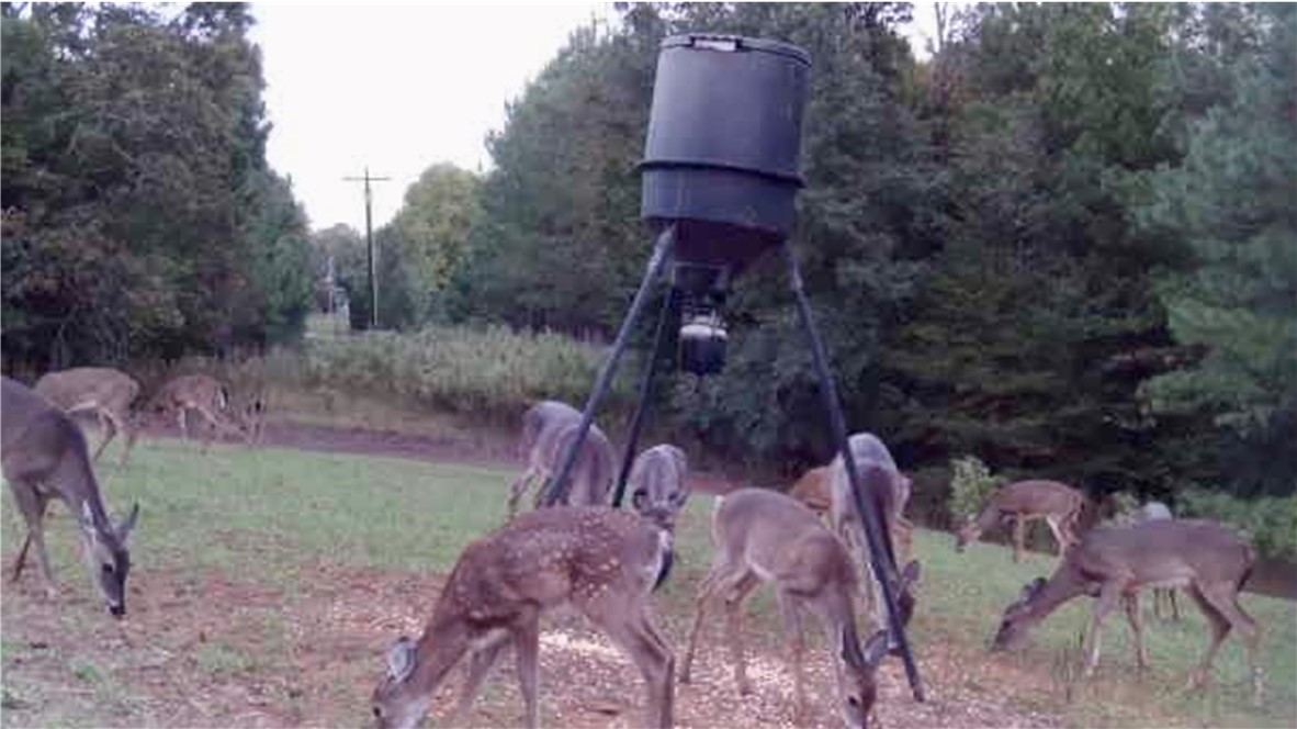994 Maw Bridge Road Central, SC 29630 - Photo 29 of 31 Deer at Feeder