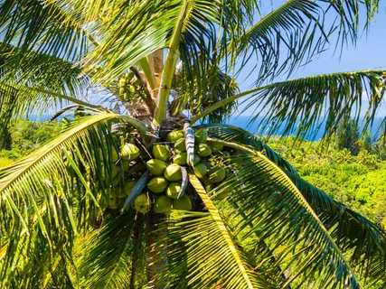 $1,495,000 | 17 Door Of Faith Road, Haiku, HI 96708