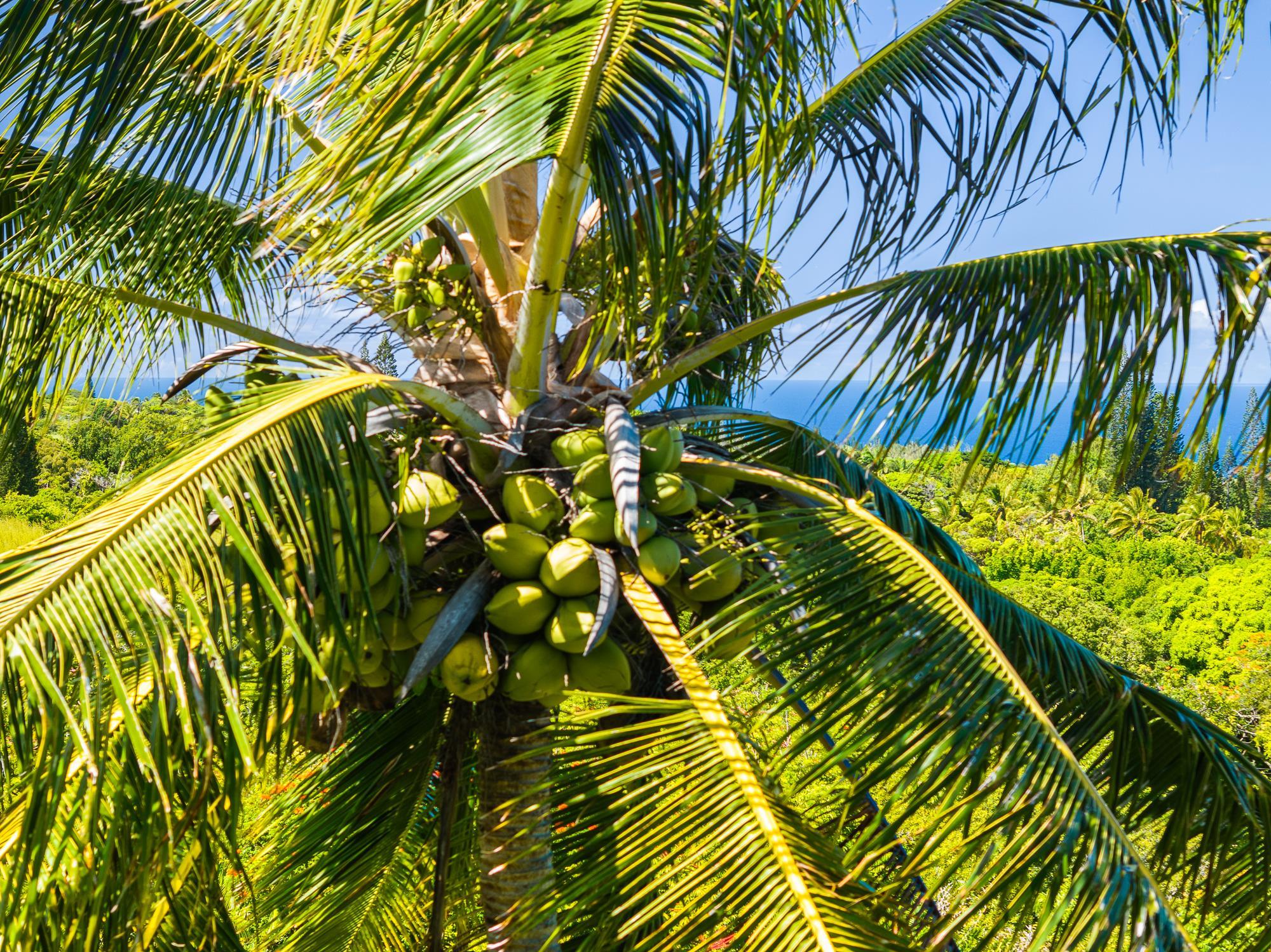 17 Door Of Faith Road Haiku, HI 96708 - Photo 49 of 50