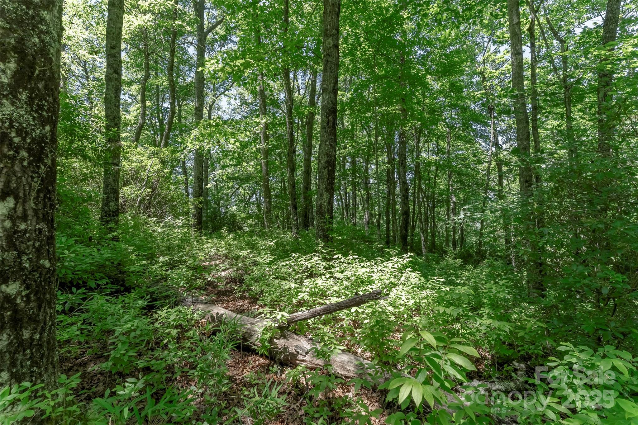 Tbd Girl Scout Camp Road Brevard, NC 28712 - Photo 24 of 35