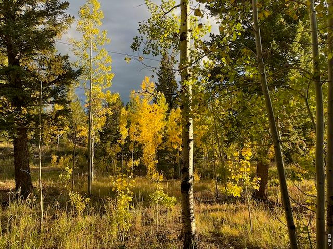 1856 Ridge Road Nederland, CO 80466 - Photo 37 of 43 Quaking aspens
