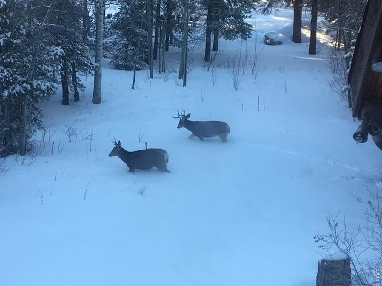 1856 Ridge Road Nederland, CO 80466 - Photo 38 of 43 Wildlife on property