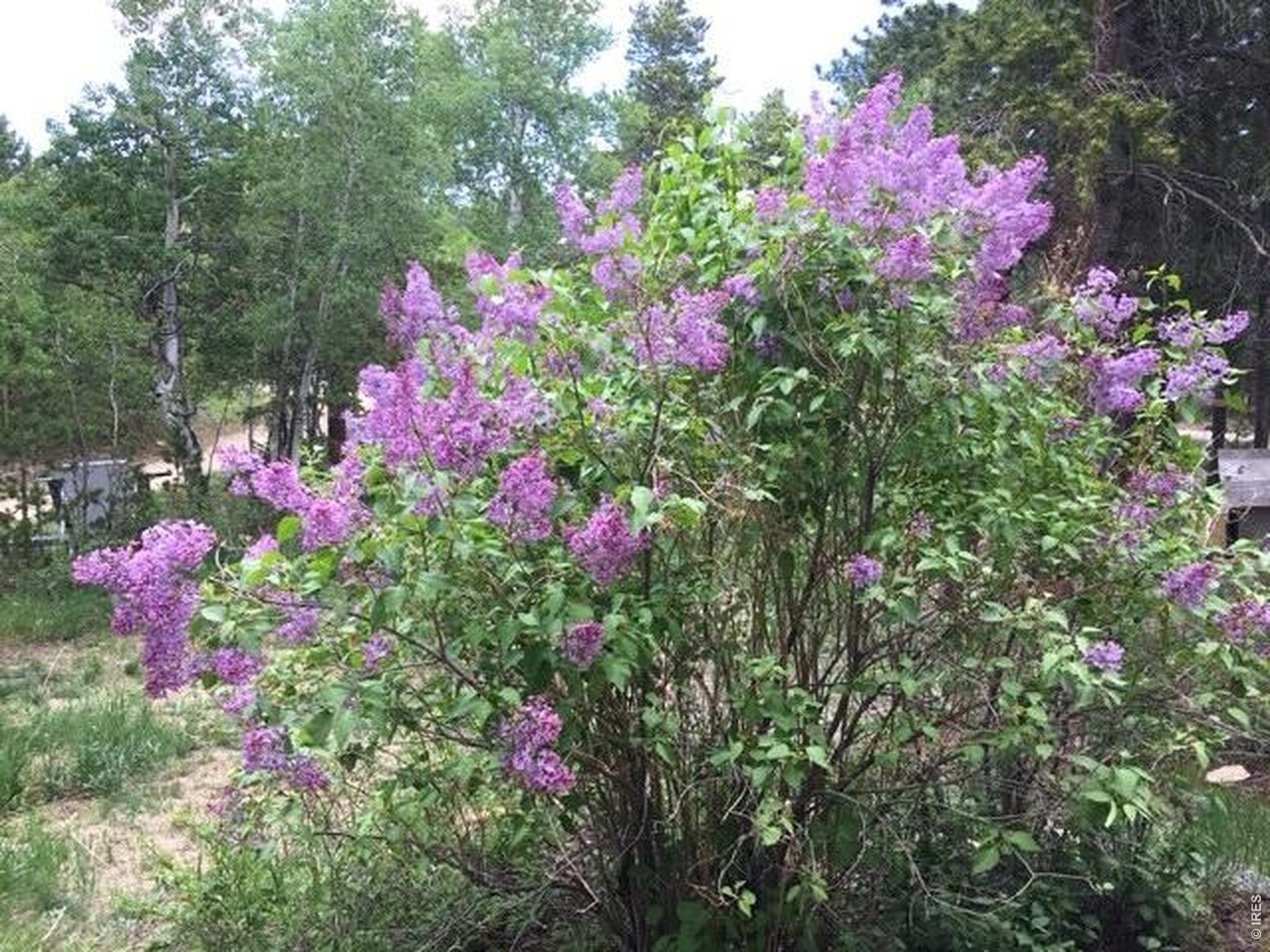 1856 Ridge Road Nederland, CO 80466 - Photo 39 of 43 Wonderful wildflowers throughout