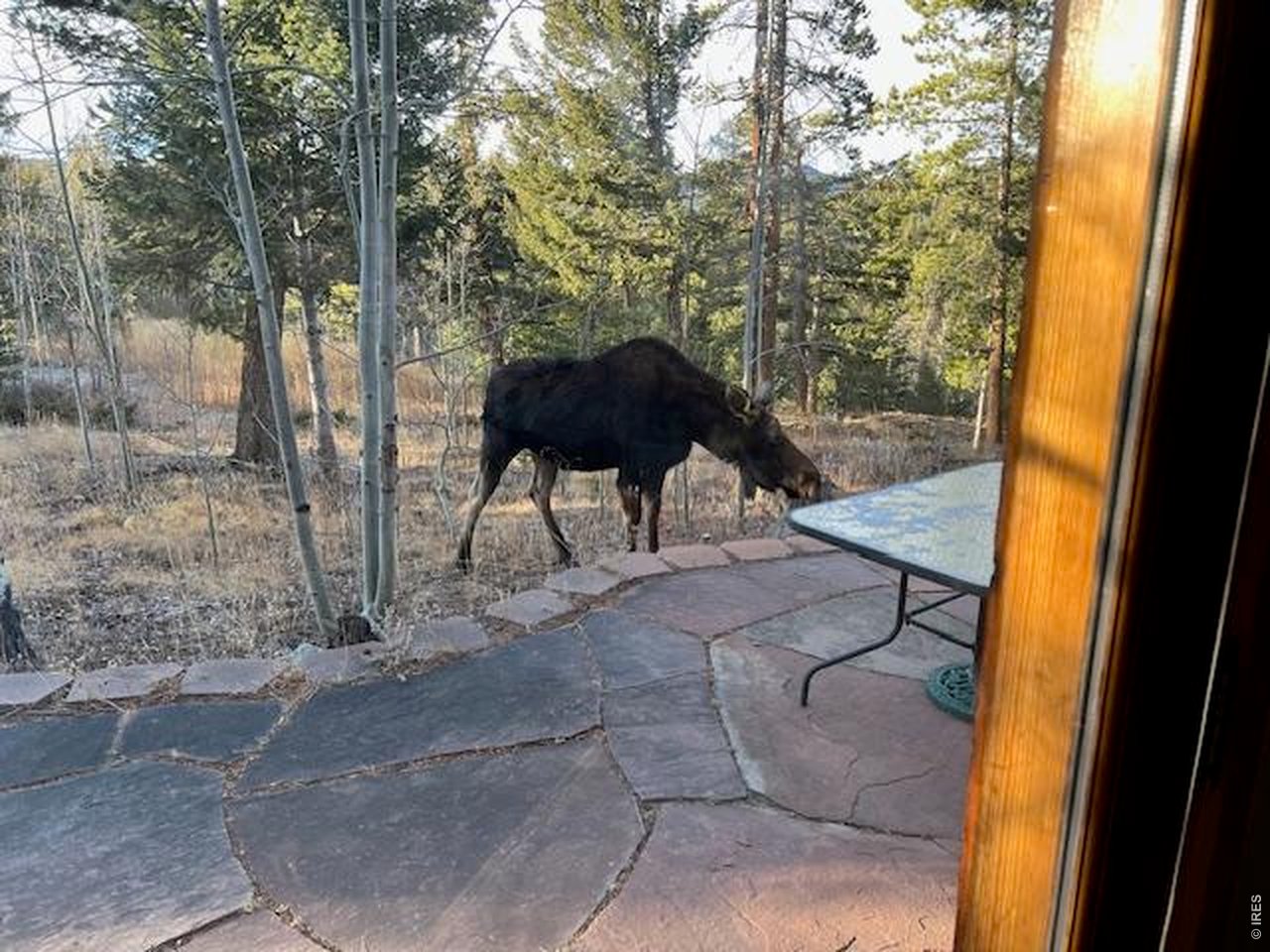 1856 Ridge Road Nederland, CO 80466 - Photo 40 of 43 Abundant wildlife