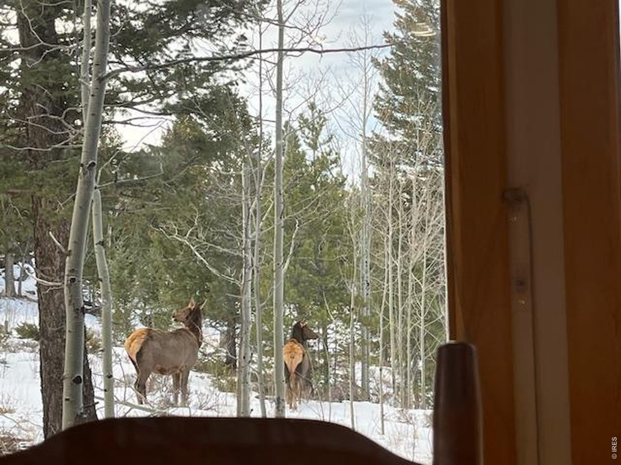 1856 Ridge Road Nederland, CO 80466 - Photo 41 of 43 It's like Rocky Mountain National Park in your backyard