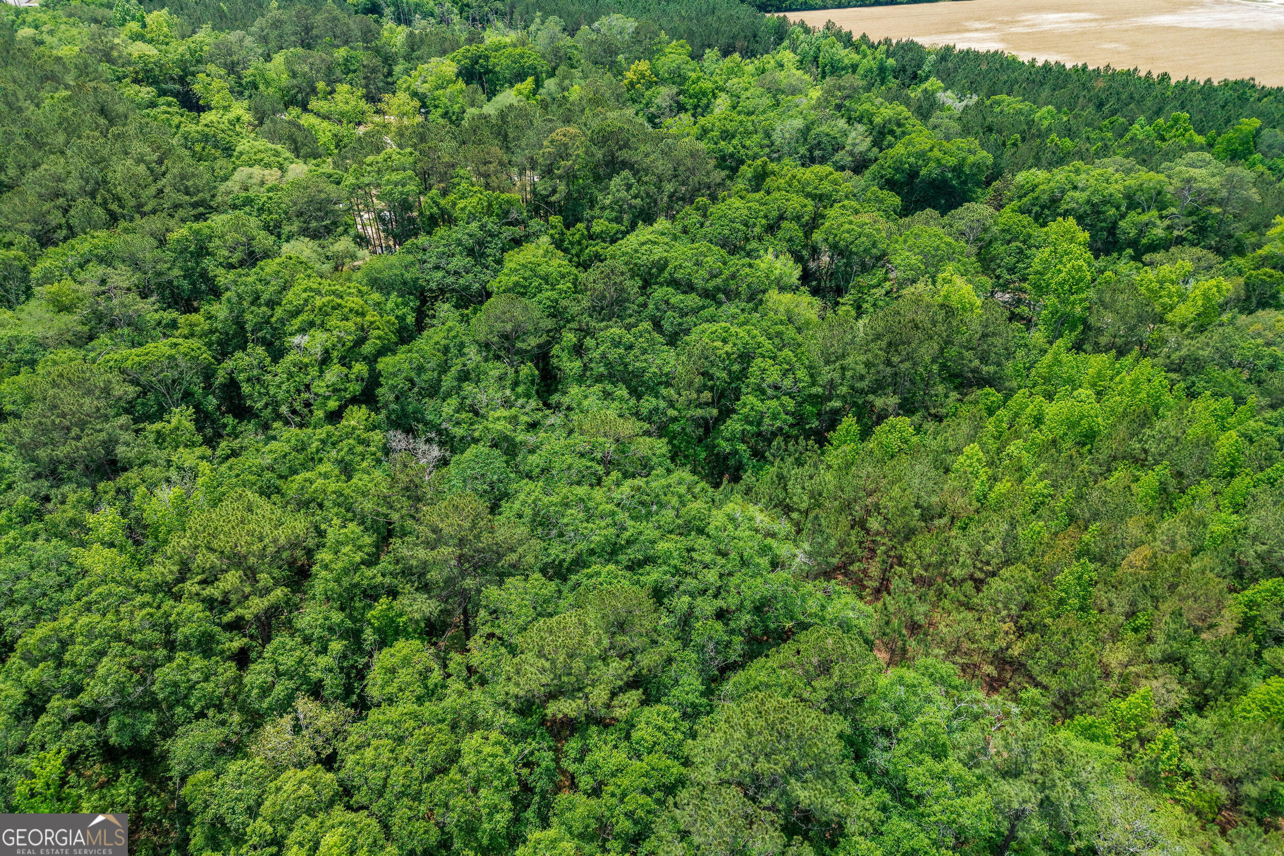 0 Salem Road Boston, GA 31626 - Photo 12 of 13 a view of a lush green forest with lots of trees
