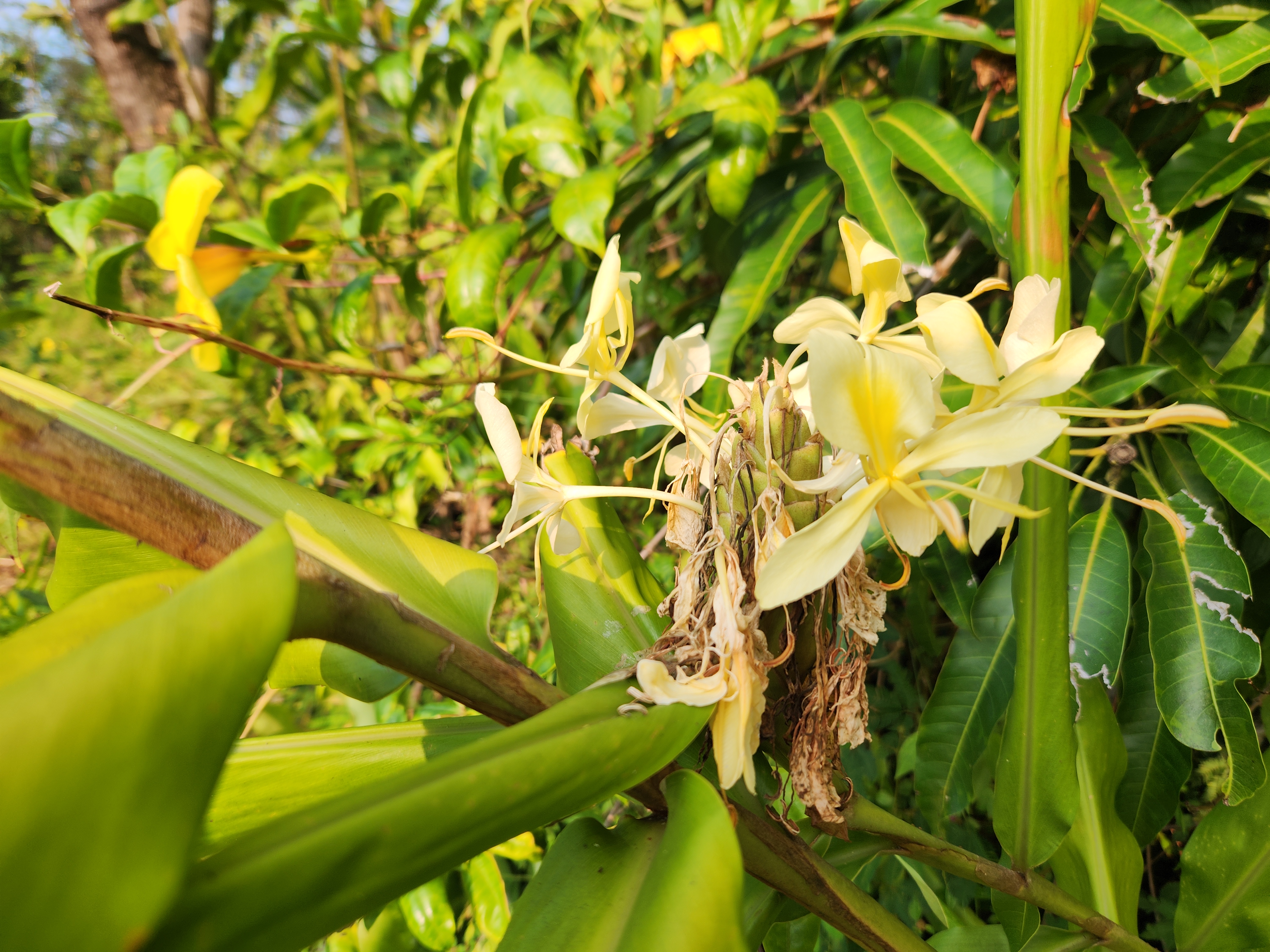 577 Puna Road Pahoa, HI 96778 - Photo 13 of 18 Gallery Image 13