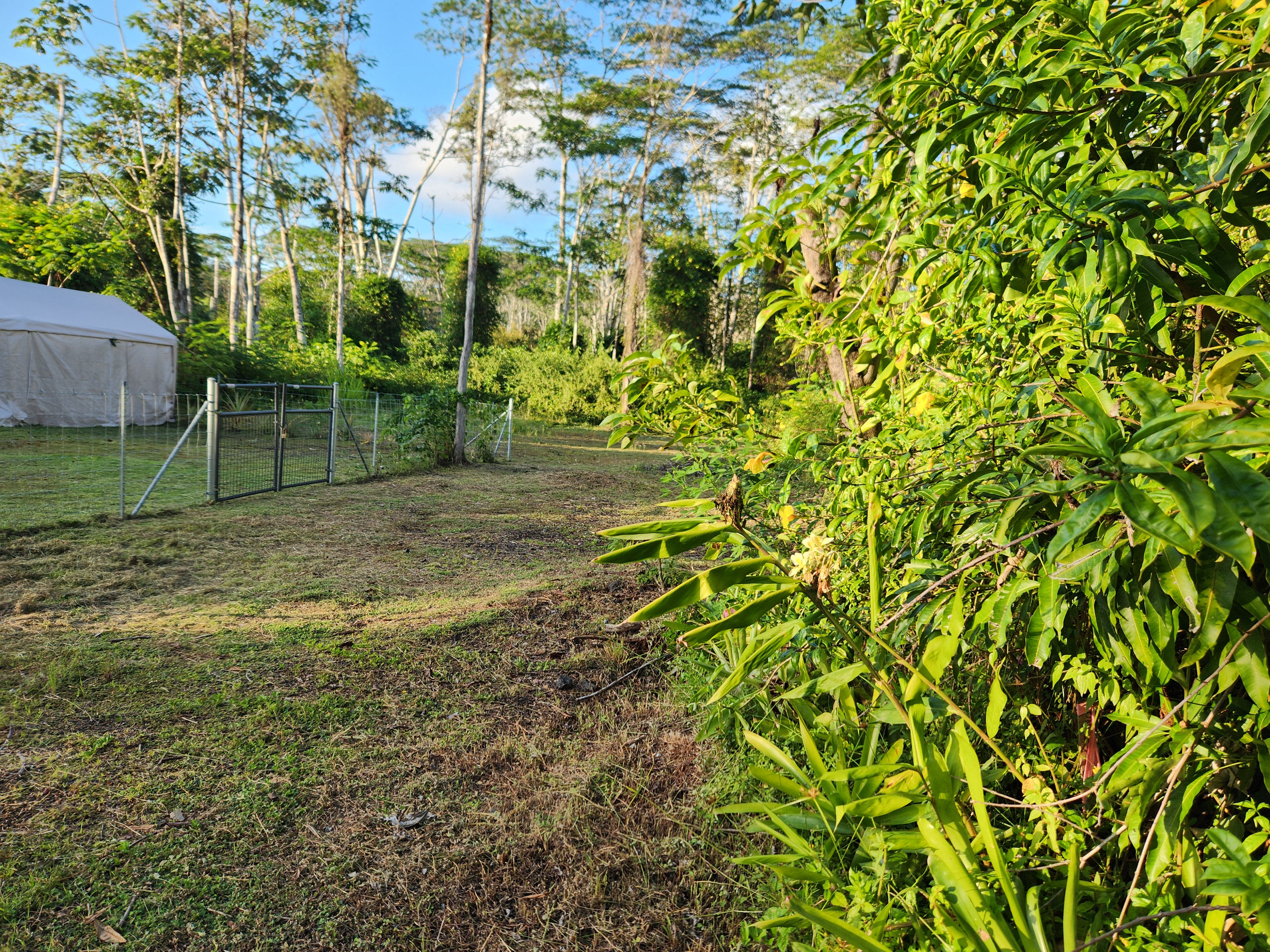 577 Puna Road Pahoa, HI 96778 - Photo 2 of 18 Gallery Image 2