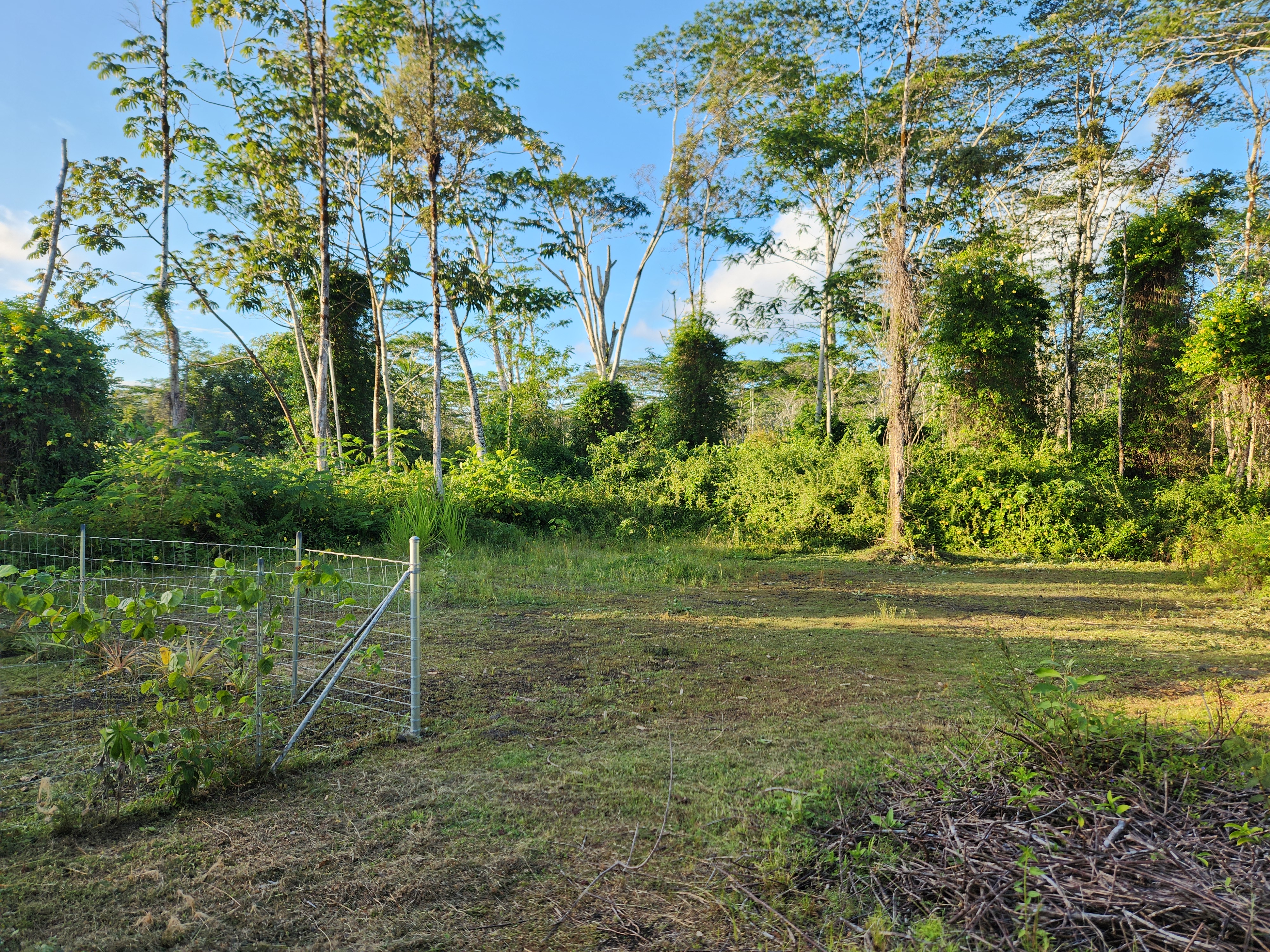577 Puna Road Pahoa, HI 96778 - Photo 3 of 18 Gallery Image 3