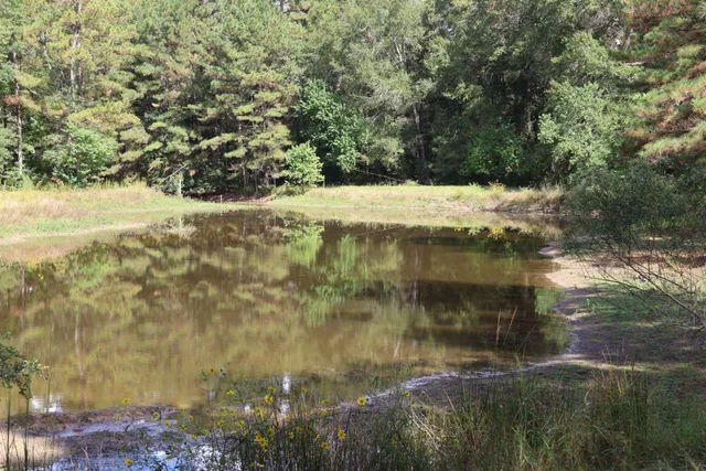 a backyard of a house with a yard and large tree