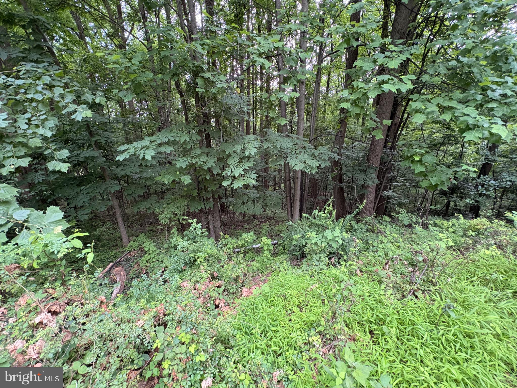 52 Hess Road Boyertown, PA 19512 - Photo 98 of 101 Lush greenery envelops a serene forest.
