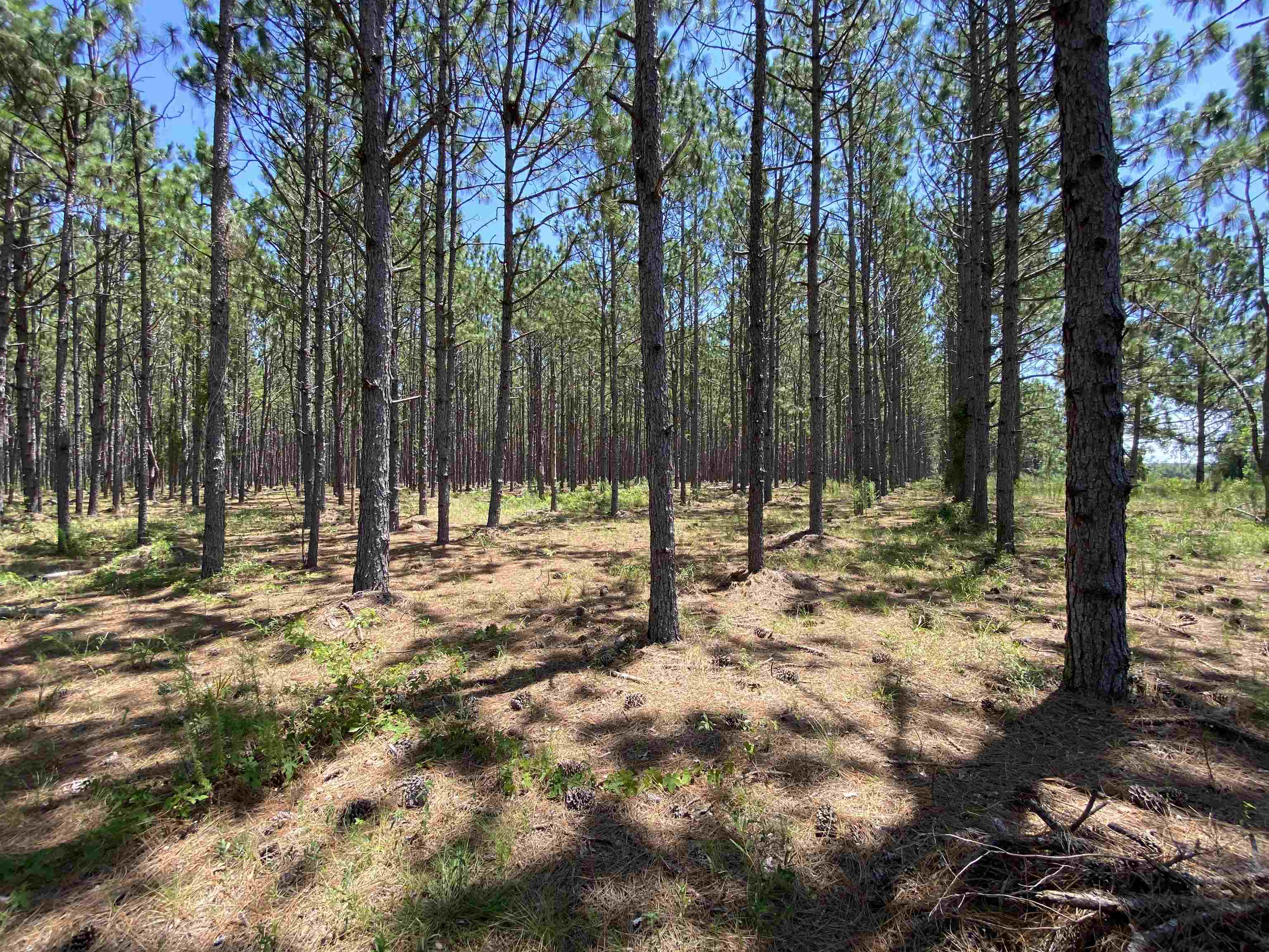 Southeast Midway Church Road Lee, FL 32059 - Photo 11 of 16 Gallery Image 11