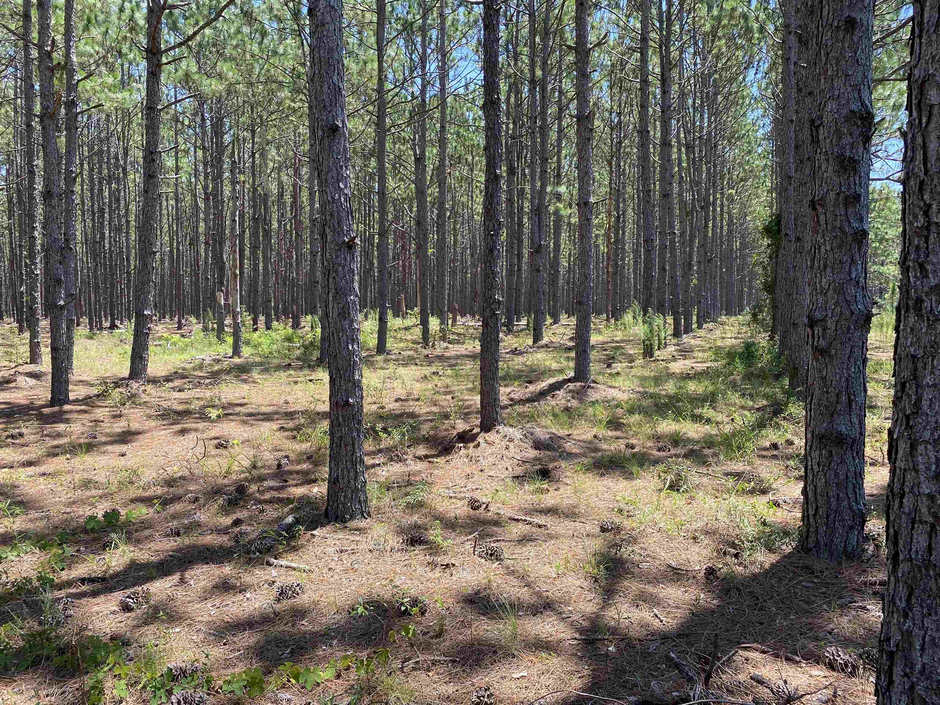 Southeast Midway Church Road Lee, FL 32059 - Photo 12 of 16 Gallery Image 12