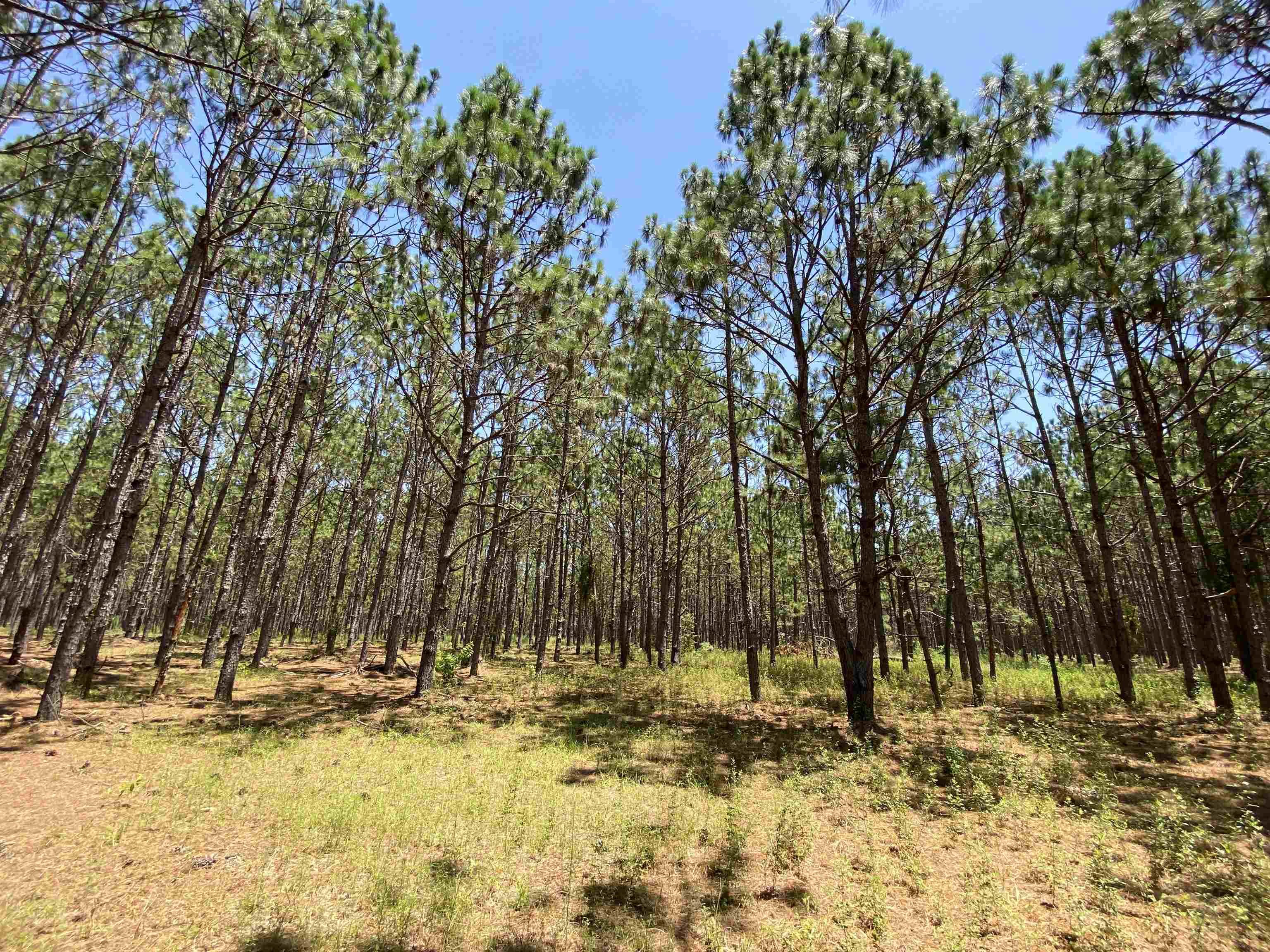 Southeast Midway Church Road Lee, FL 32059 - Photo 16 of 16 Gallery Image 16